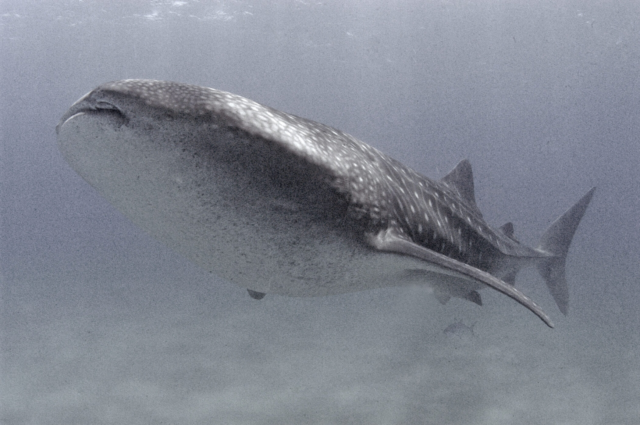scuba dive whaleshark www.sdkexpeditions.com private surf dive kite wing guide vip and superyachts