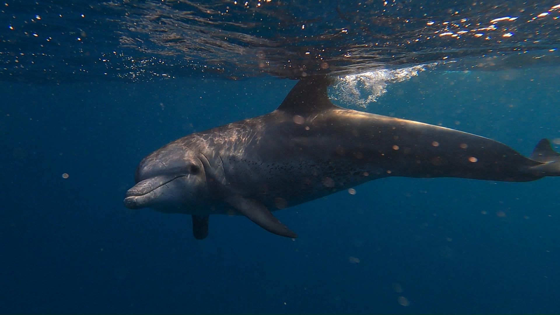 dolphins swim with dolphins surf dive kite www.sdkexpeditions swimming with dolphins